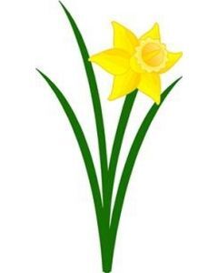 Daffodil Sticker