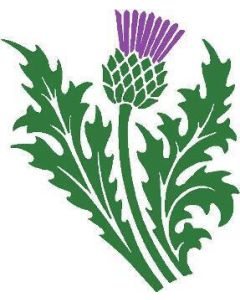 TWO COLOUR scottish THISTLE