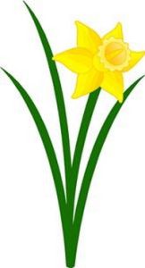 Daffodil Sticker